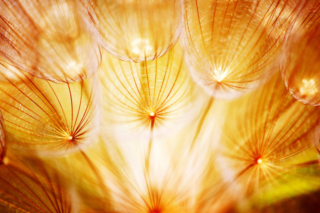 Close-up of dandelion seeds with golden light, showing delicate radiating filaments