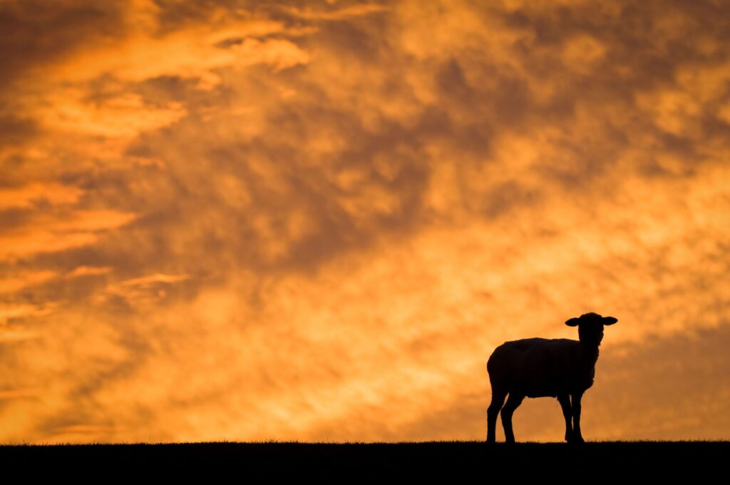 Silhouette of a sheep standing against a vibrant orange sunset sky with clouds