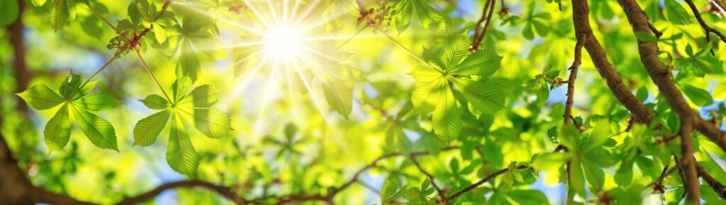 Sunlight shining through green leaves on tree branches with bright bokeh
