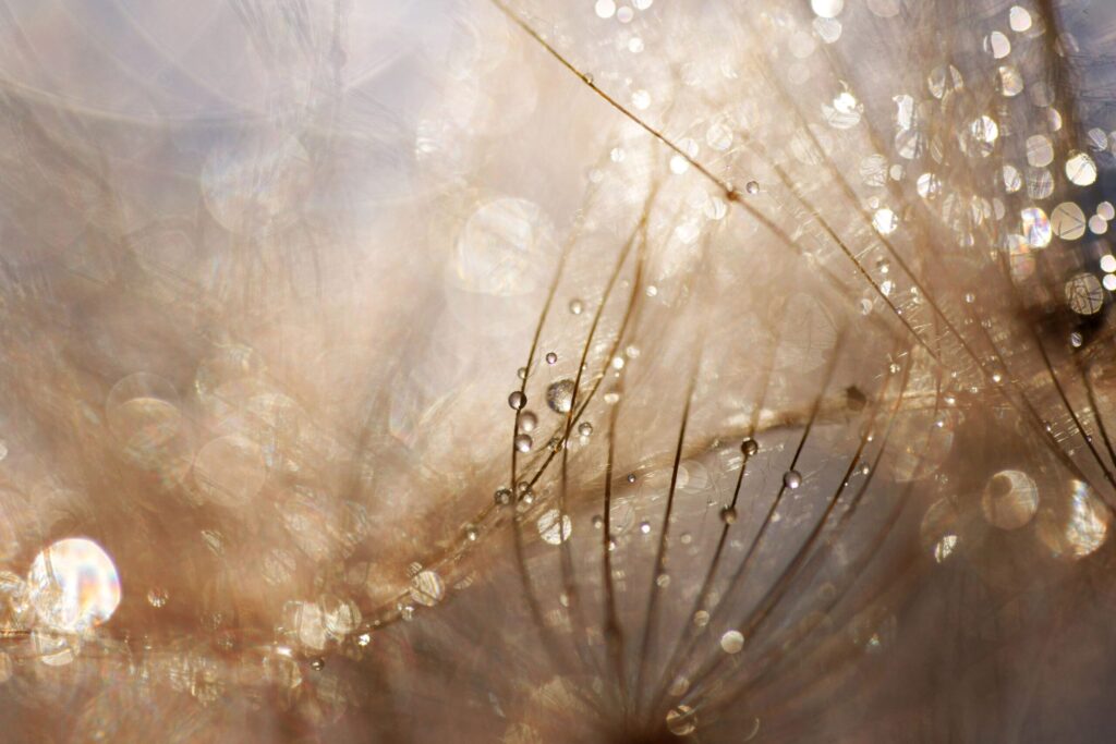 Macro photograph of dandelion seeds with dew drops and soft bokeh